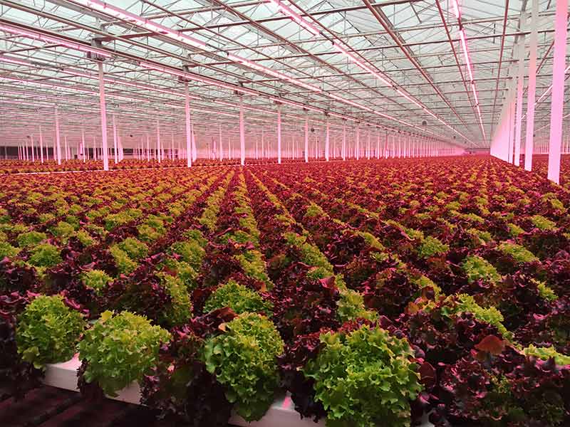 Top 10 Mistakes New Indoor Growers Make