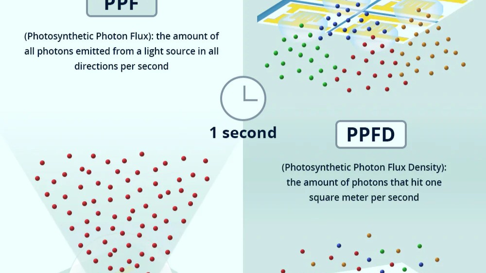 What is the difference between PPF and 