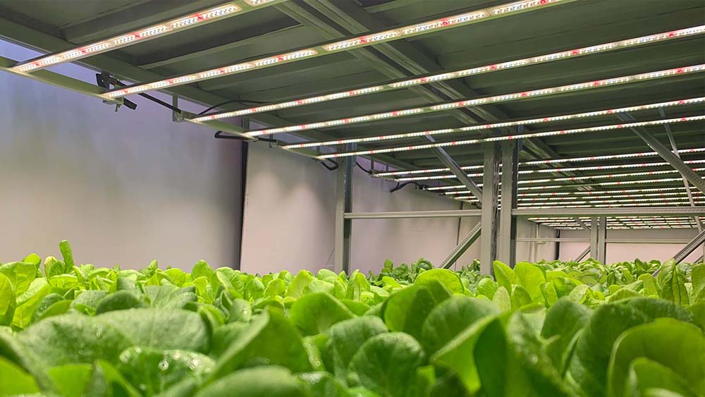What is grow light – What is the differ