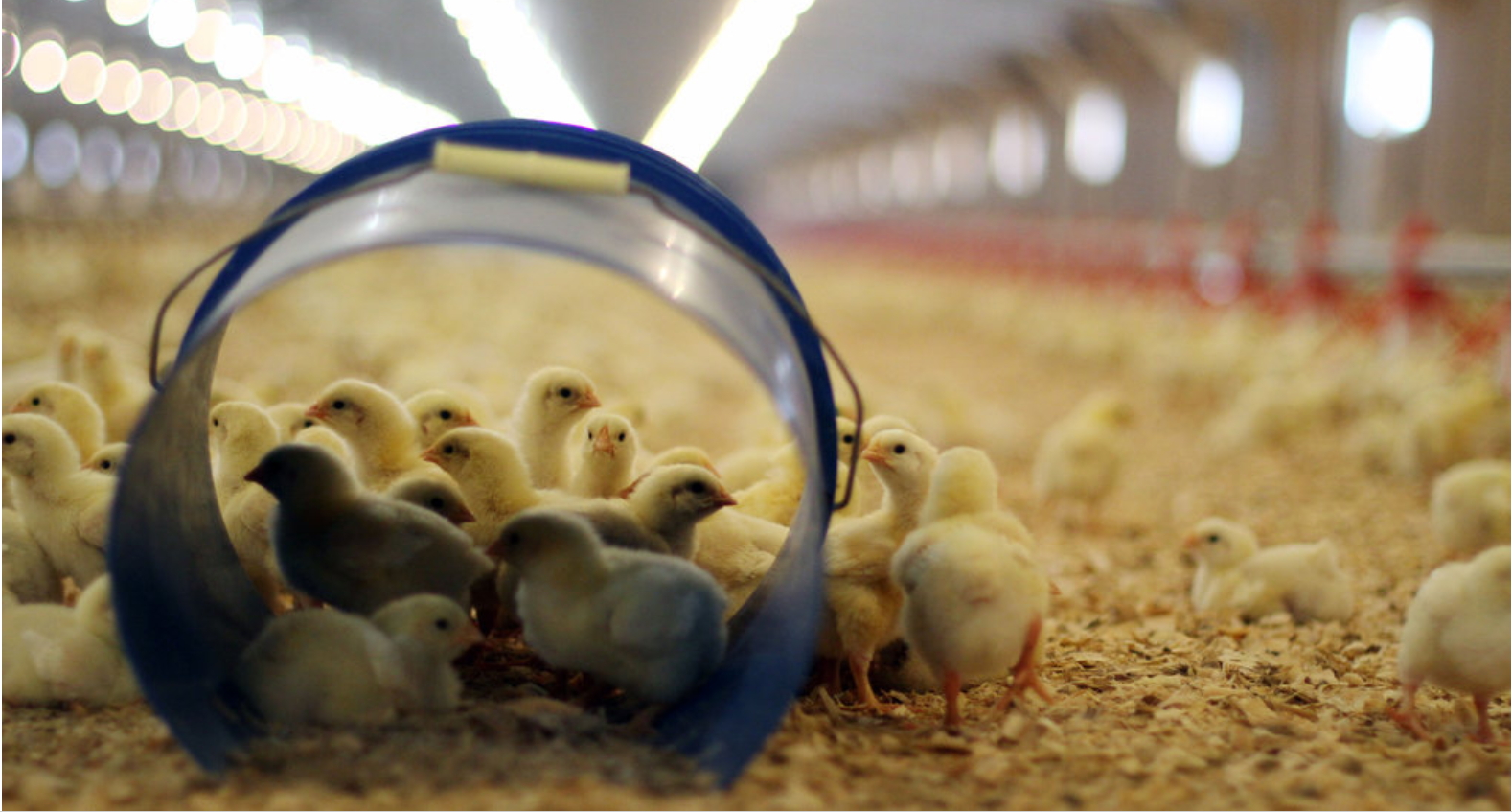 Poultry lighting is requested to be fli