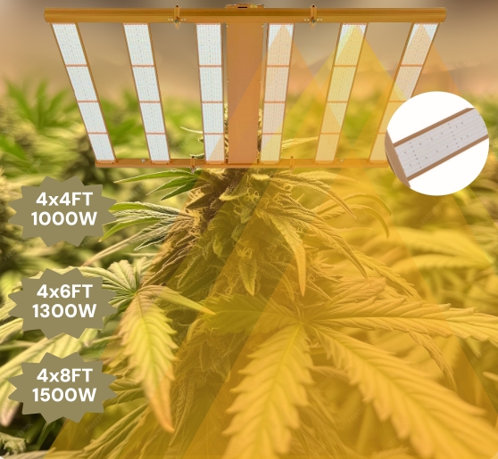 Where It’s Legal to Grow Cannabis  ？