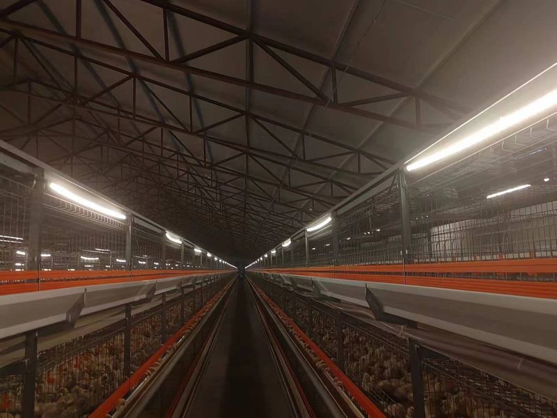 Hebei Poultry Farm
